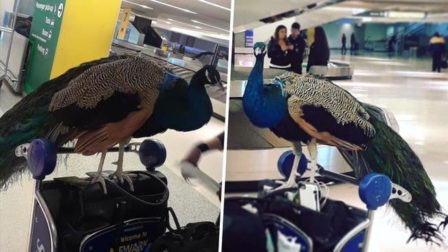 Peacock