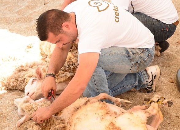 Traditional Sheep Shearing_1