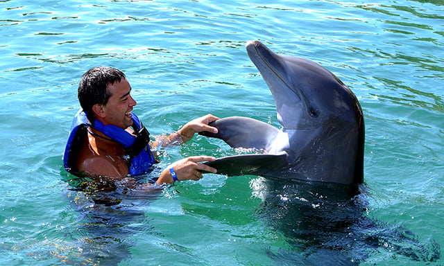 delfinia