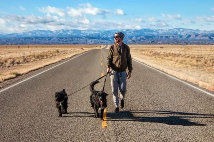 travel-dog