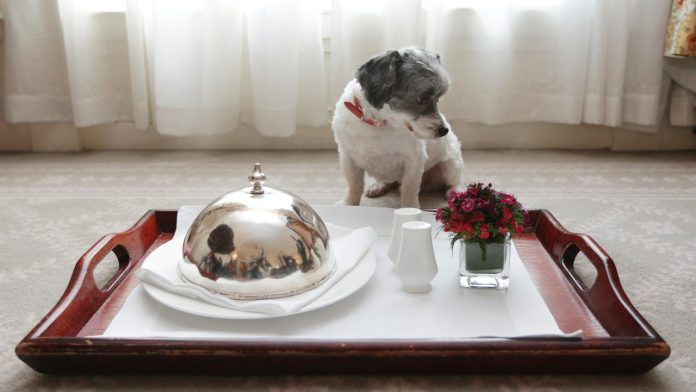 hotel-pet-friendly