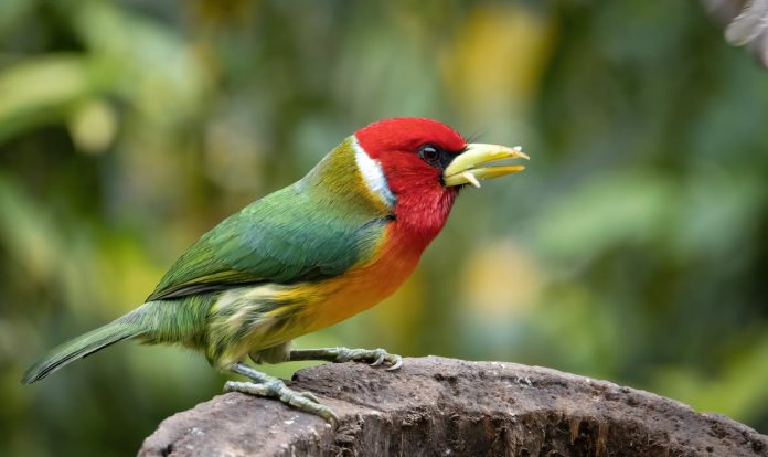 biodiversity
