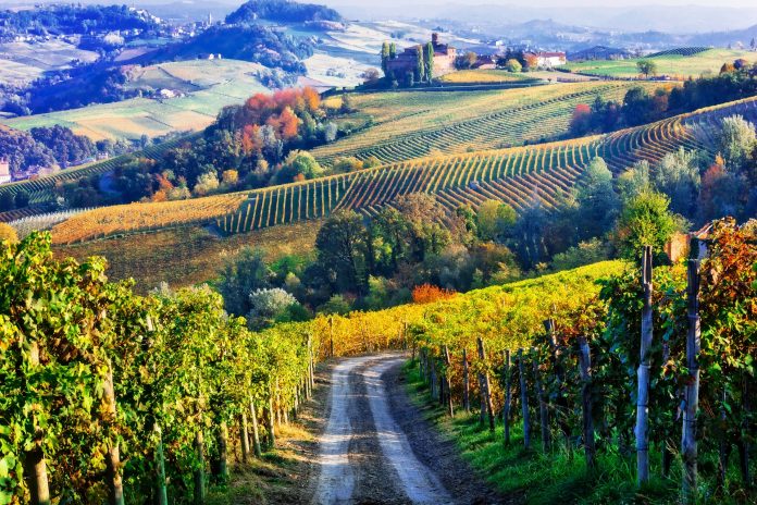 Vineyards,And,Castles,Of,Piemonte,In,Autumn,Colors.,North,Of