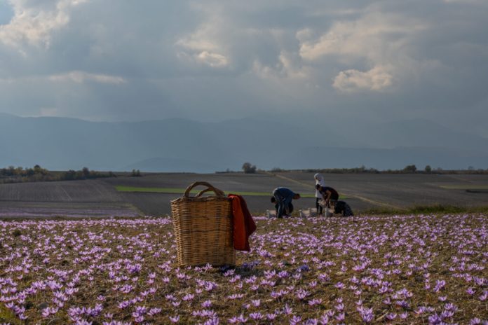 kozani-photo-04-1024x683