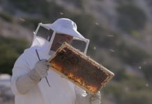 Η ανάπτυξη της μελισσοκομίας στο επίκεντρο εκδήλωσης στη Λιβαδειά