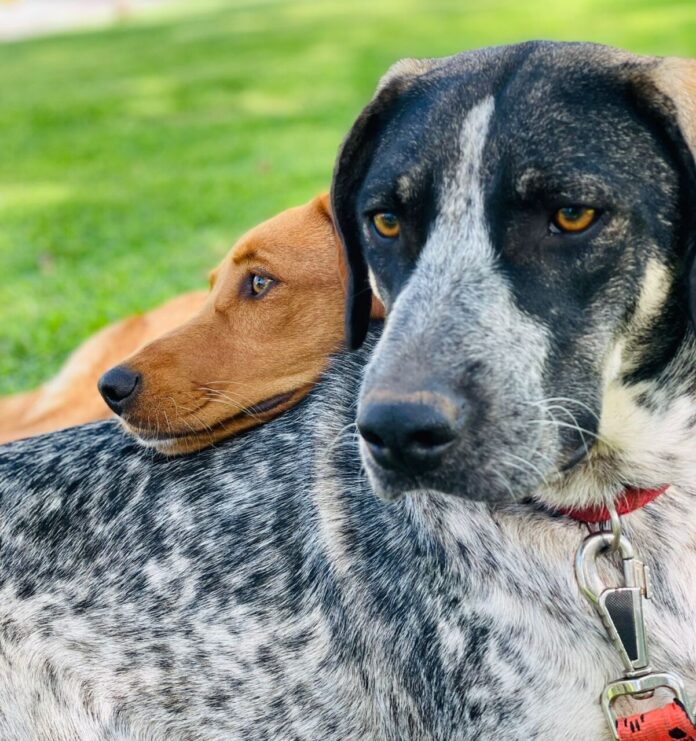 Navarino Pet Community 4