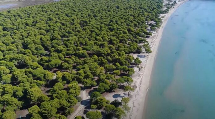 paralia-sxinias