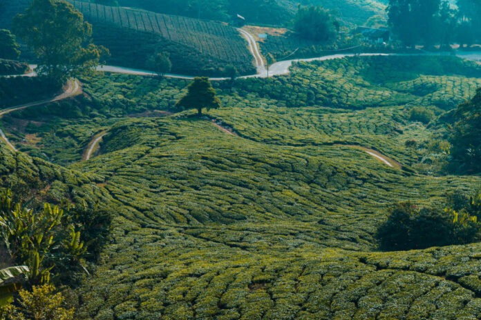 CAMERON HIGHLANDS
