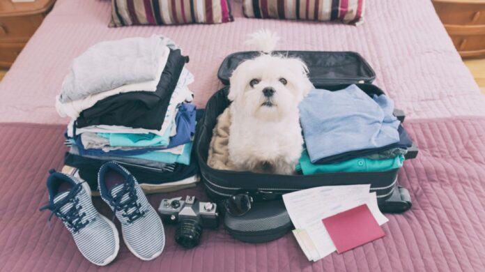 dog-travel