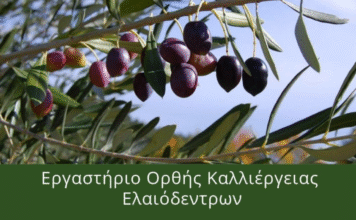 Επιμελητήριο Ηρακλείου : Εργαστήριο ορθής καλλιέργειας ελαιόδεντρων