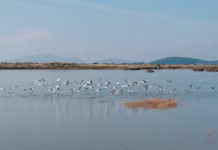 Ξεκίνησε ο διεθνής διαγωνισμός για στρατηγικό επενδυτή στις Ελληνικές Αλυκές
