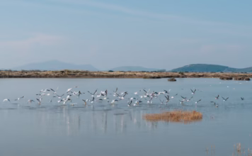 Ξεκίνησε ο διεθνής διαγωνισμός για στρατηγικό επενδυτή στις Ελληνικές Αλυκές