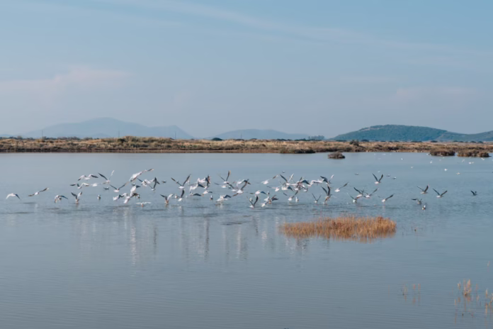 Υπερταμείο_Ελληνικές Αλυκές_Στρατηγικός Επενδυτής (2)