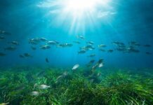 Posidonia Project: Το Κοινωφελές Ίδρυμα Αθανάσιος Κ. Λασκαρίδης αναλαμβάνει την προστασία των υποθαλάσσιων λιβαδιών της Ελλάδας