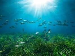 Posidonia Project: Μια νέα εποχή για την προστασία των λιβαδιών Ποσειδωνίας στην Ελλάδα
