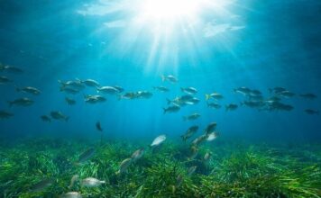 Posidonia Project: Μια νέα εποχή για την προστασία των λιβαδιών Ποσειδωνίας στην Ελλάδα
