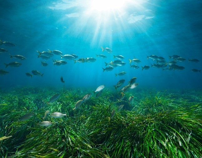 POSIDONIA