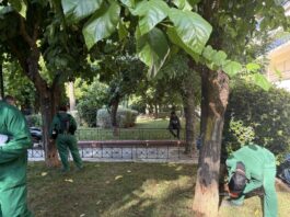 Δήμος Αθηναίων: Σχέδιο προστασίας για το αστικό πράσινο