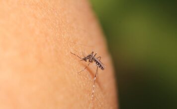 Ιός Δυτικού Νείλου: Συναγερμός σε Αττική | Έντονη ανησυχία για την εξάπλωση του και τα μέτρα