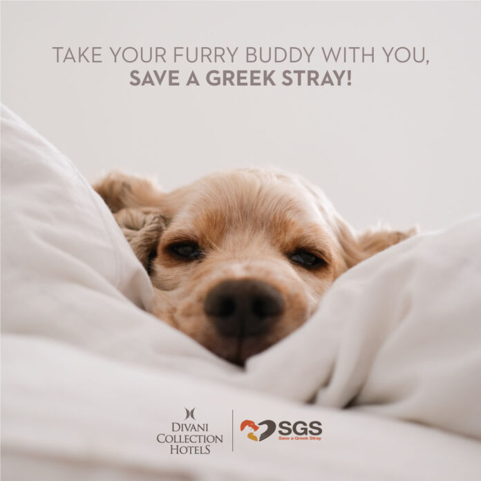 Divani_SaveAGreekStray_17_11_post