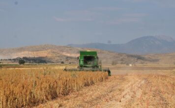 ΚΙΝΟΑ | Μια εναλλακτική καλλιέργεια με αυξανόμενο ενδιαφέρον από τους παραγωγούς